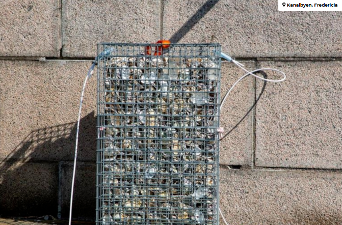 Bilede af fiskebørnehave