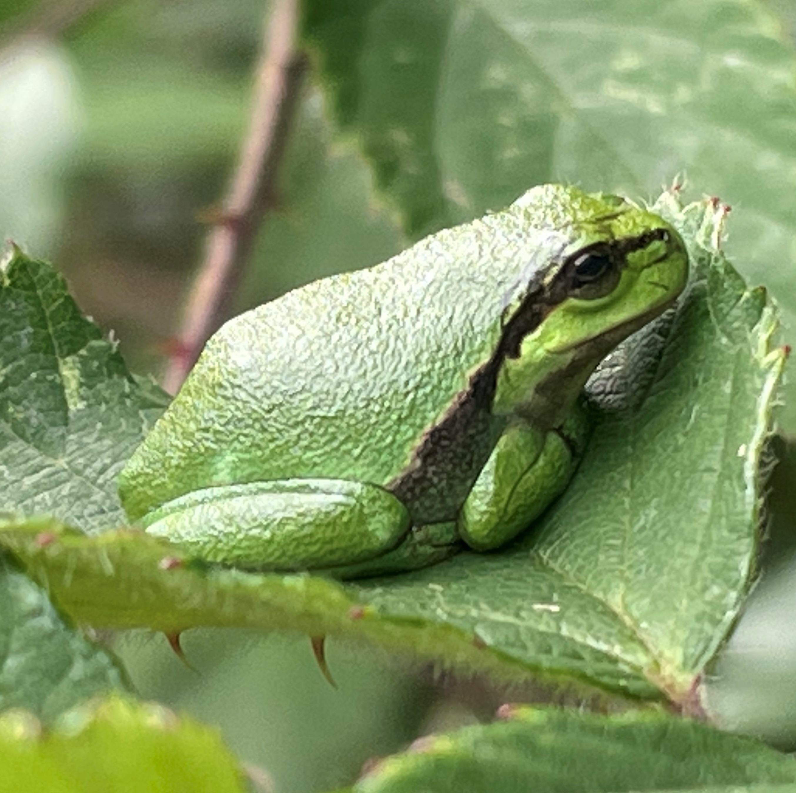 Løvfrø på brombær blad (Trelde Næs)