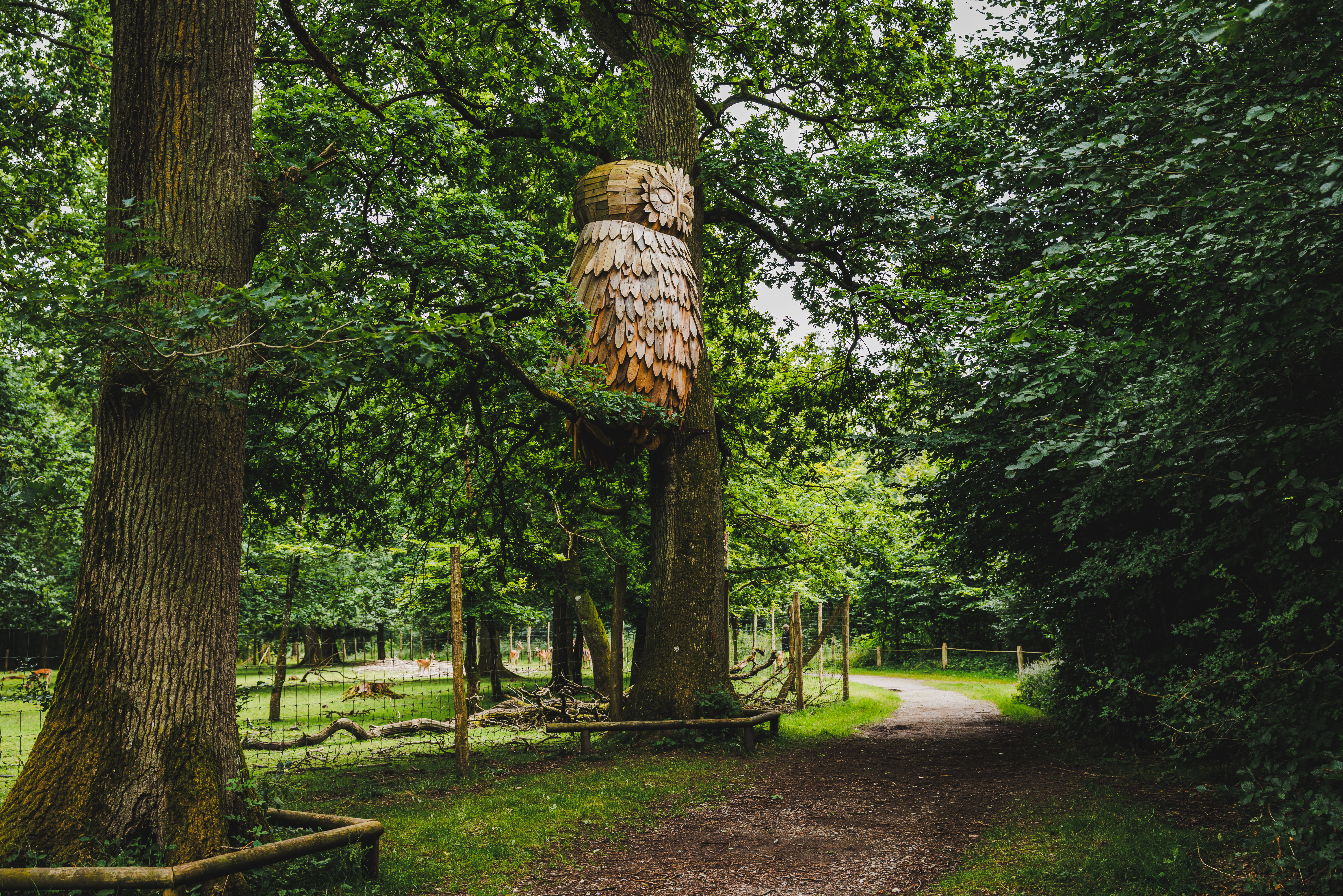 Træuglen i Fuglsang Skov