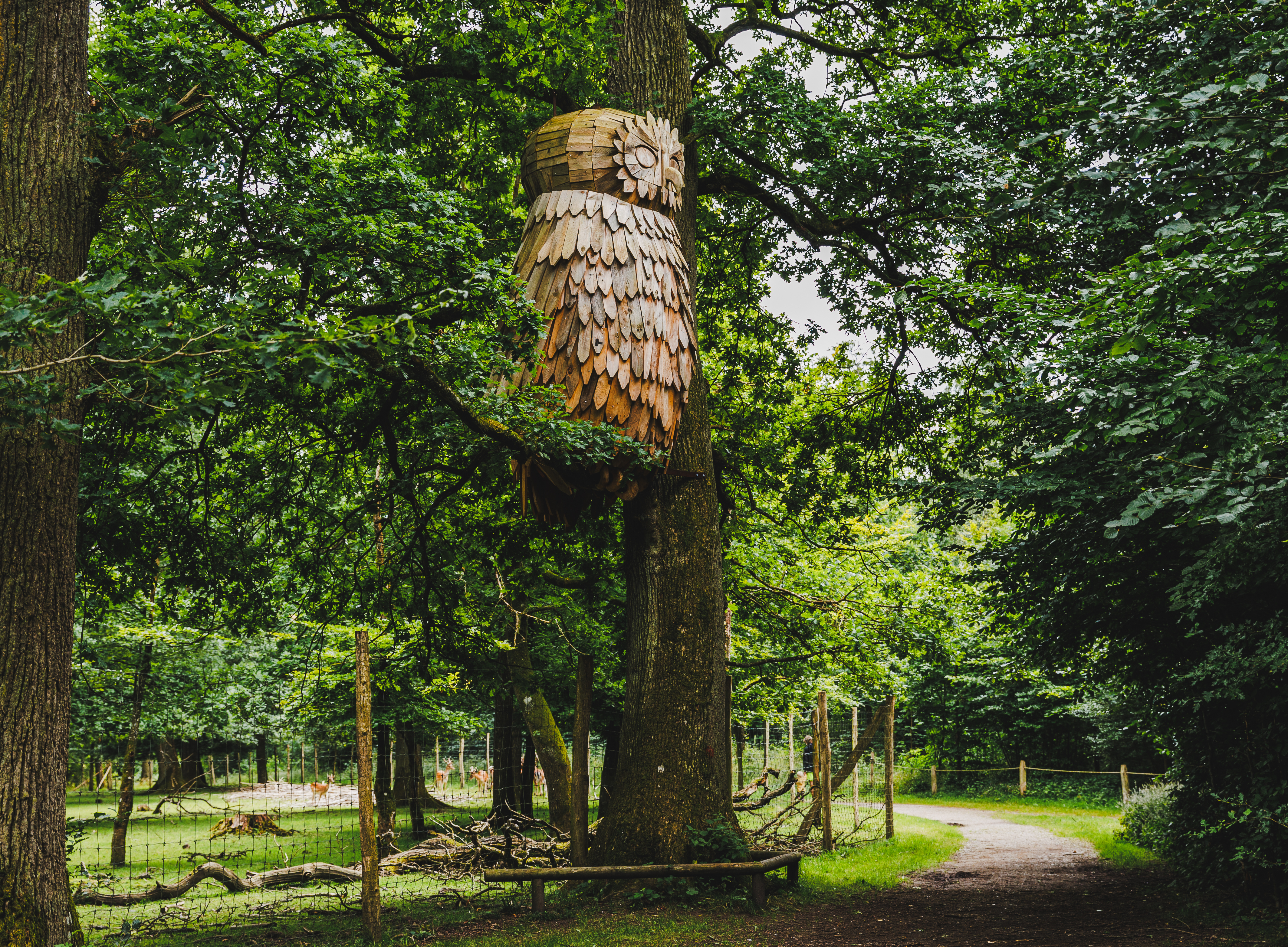 Træuglen i Fuglsang Skov