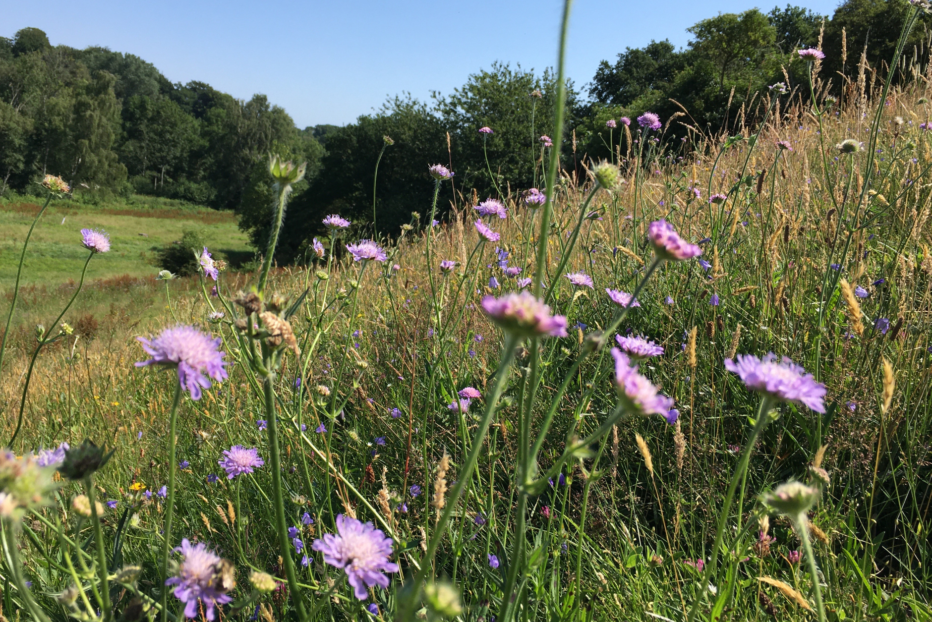 En frodig eng fyldt med lilla blomster og højt græs under en klar blå himmel. I baggrunden ses grønne træer og en åbent græsklædt mark, som skaber en idyllisk og sommerlig naturstemning.